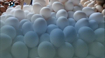 انخفاض سعر كرتونة البيض في الإسكندرية السبت 25 أكتوبر 2025